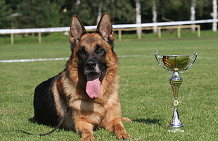 German shepherd near silver-colored trophy on green grass during daytime
